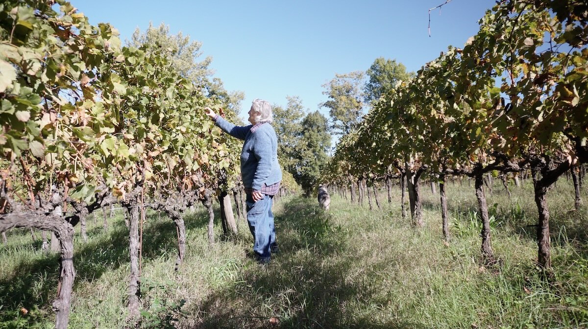 A Mulini di Segalari le rese variano dai 15mila litri nelle annate migliori agli 8mila-12mila nelle stagioni più difficili